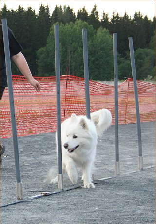 Daisy and the sticks