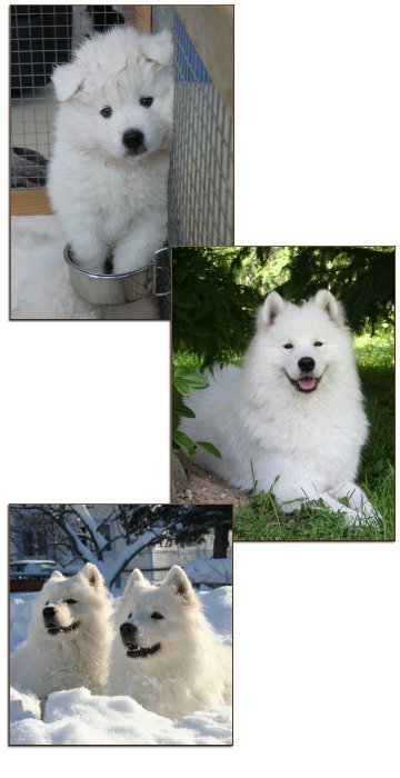 Sno'proof Samoyeds