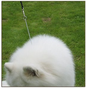 Ronja he.. well, almost a head