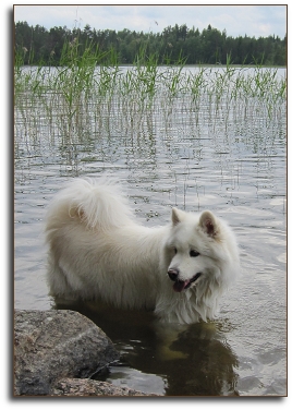 Daisy enjoying summer