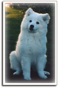 Rosa as a puppy in 1995