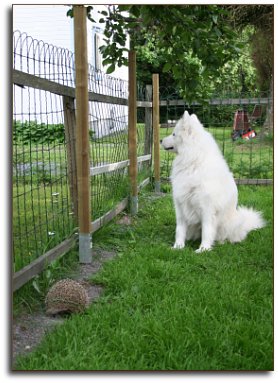 Ronja with hedgehog