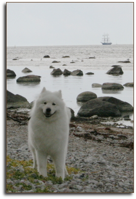Zelda in Visby, Sweden