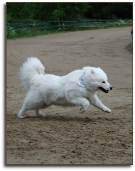 Zelda in RotuRace 2008