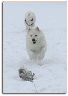 Zelda chasing the lure with Mandi
