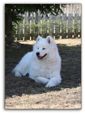 Zelda enjoying spring sun
