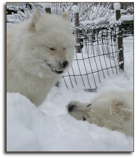 Zelda and Ronja enjoying snow