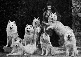 Lady with Samoyeds