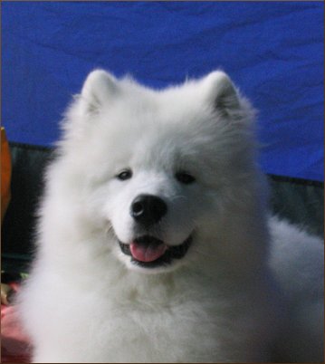 R�lli in Puppy Show 2005