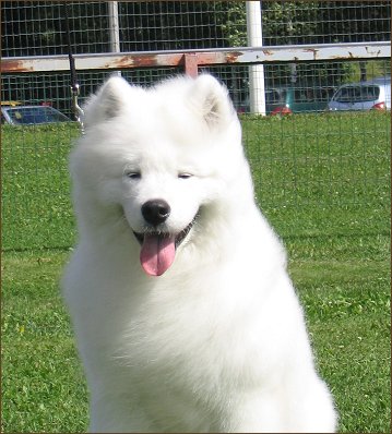 R�lli a puppy show 2005