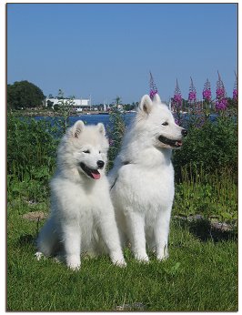 Ronja and Zelda by the sea