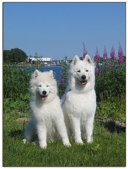Ronja and Zelda by the sea