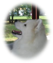 Vittoria Sempre E Solo Vittoria