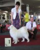 Euro Dog Show 2007
