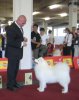Euro Dog Show 2007