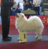 Euro Dog Show 2007