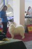 Euro Dog Show 2007